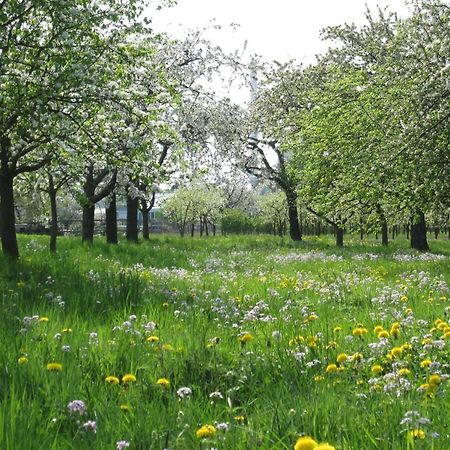Ferienwohnung Zwischen Rhein Und Schwarzwald Bischweier Buitenkant foto