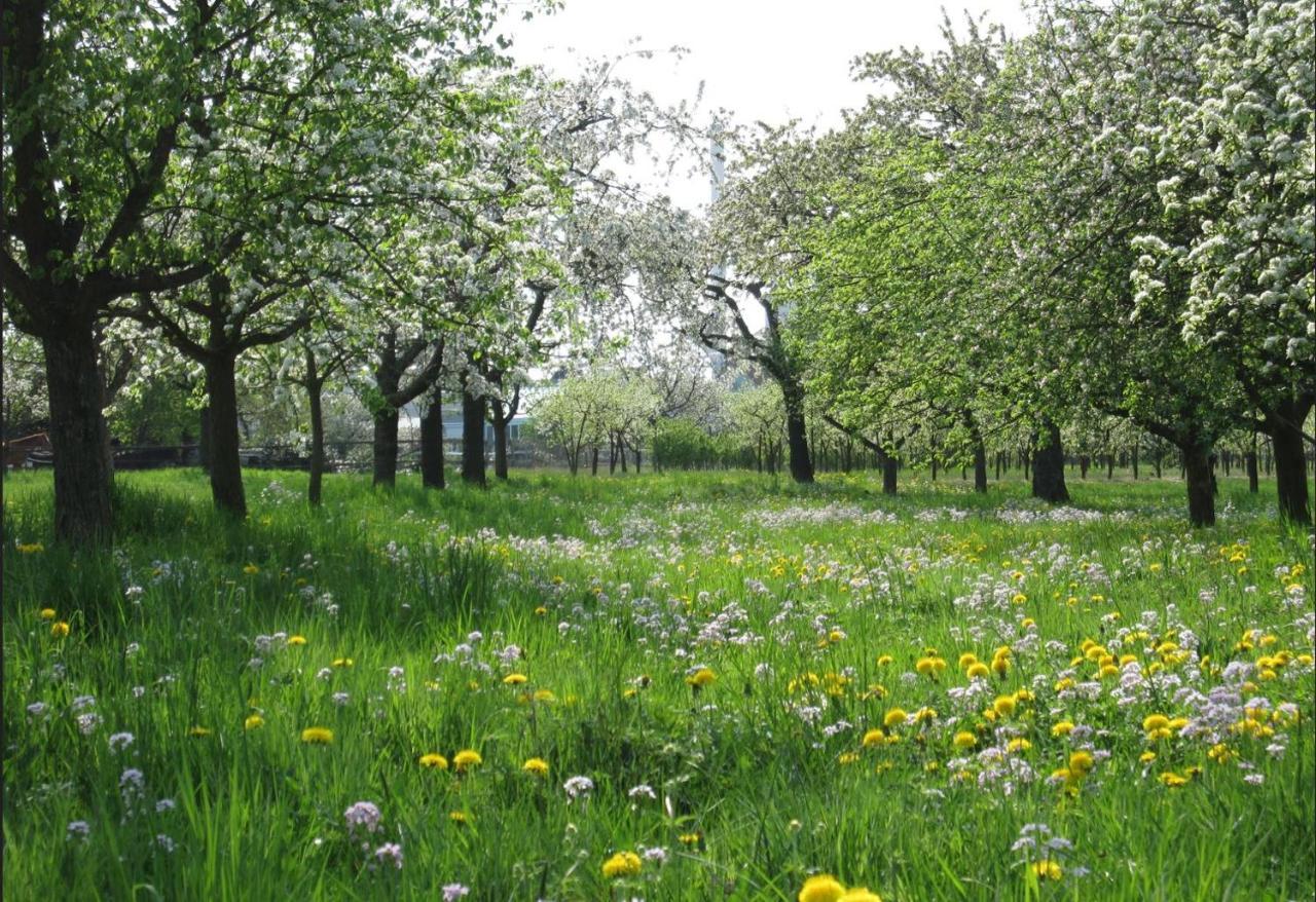 Ferienwohnung Zwischen Rhein Und Schwarzwald Bischweier Buitenkant foto